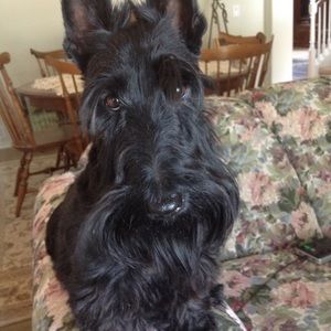 Meet your Posher, Janice